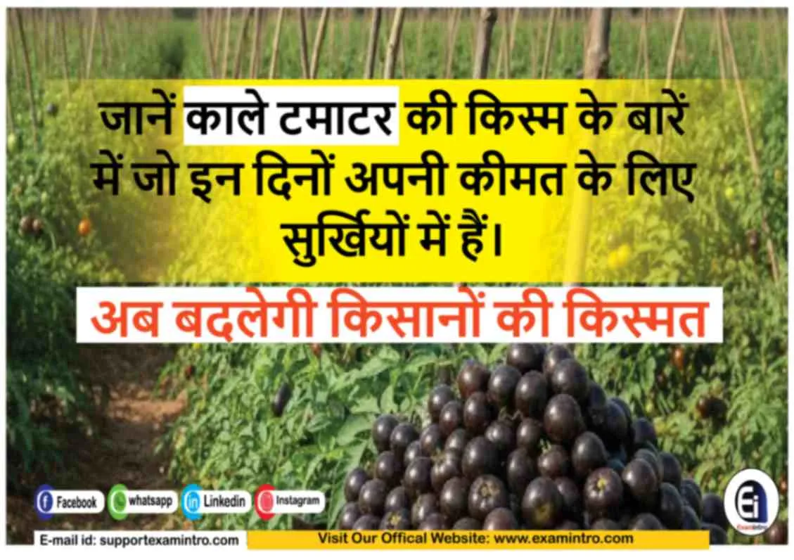 काला टमाटर जानें क्यों है ये चर्चा में
